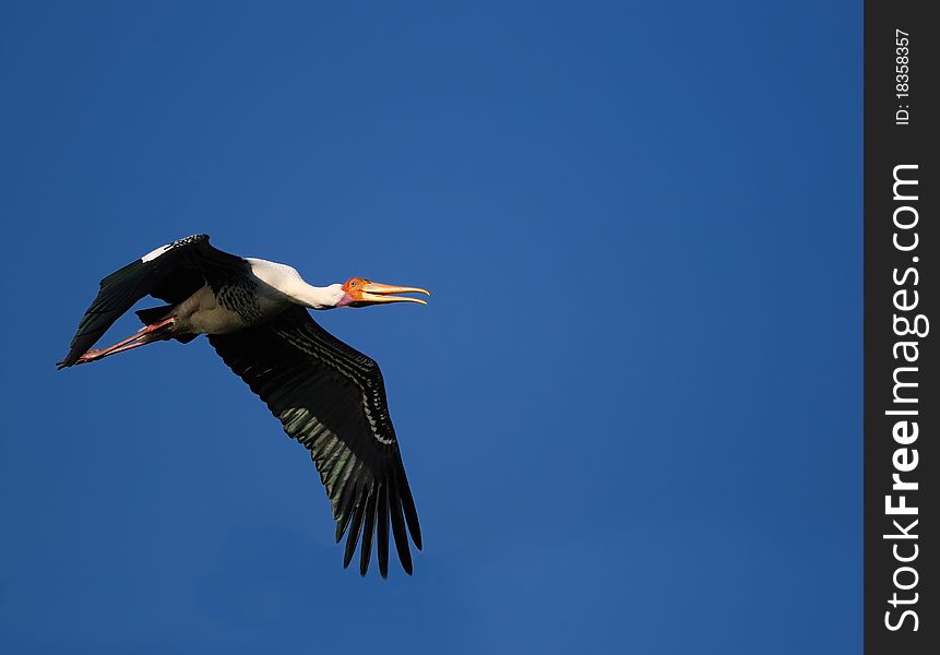 Painted Stork in his natural habitat
