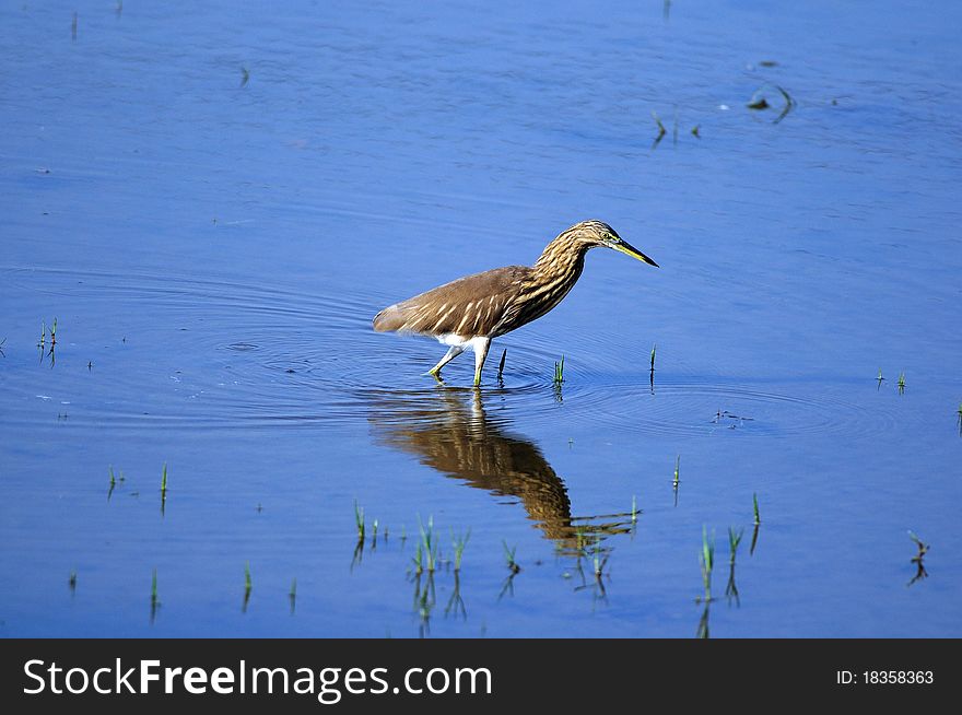 Indian Pond Heron in his natural habitat