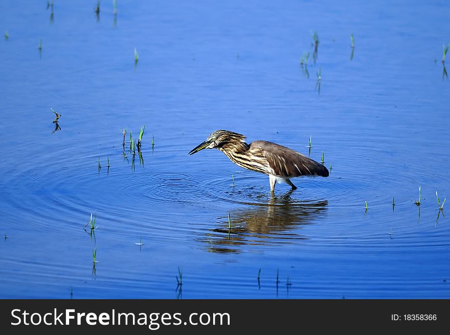 Indian Pond Heron