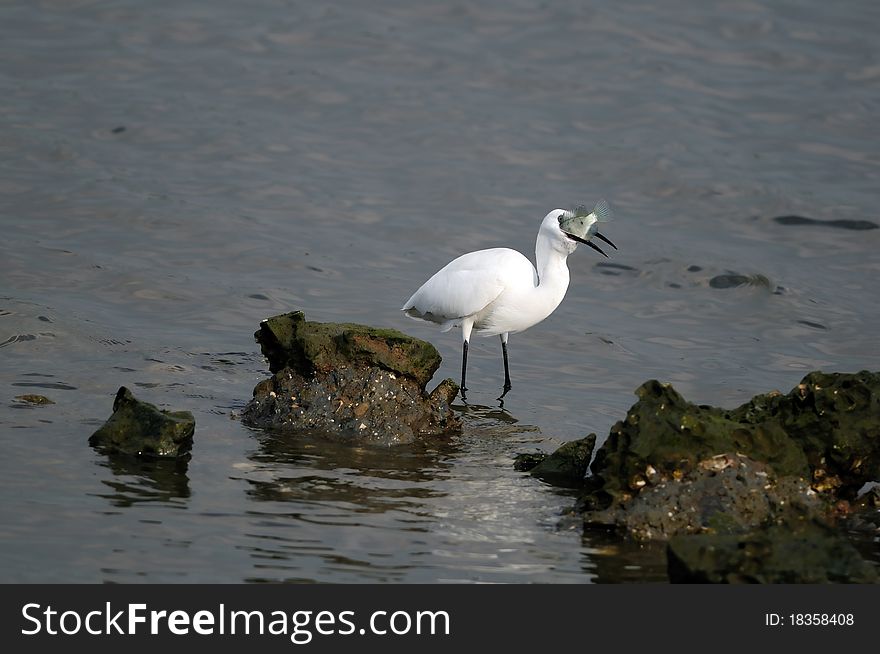 Little Egret in its natural habitat