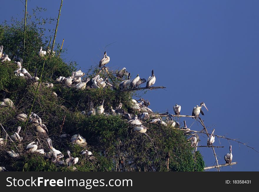 Spot Billed Pelican