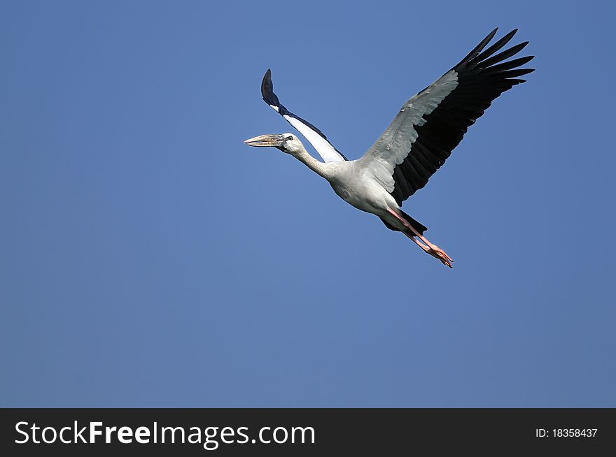 Asian Open bill stork in his natural habitat. Asian Open bill stork in his natural habitat