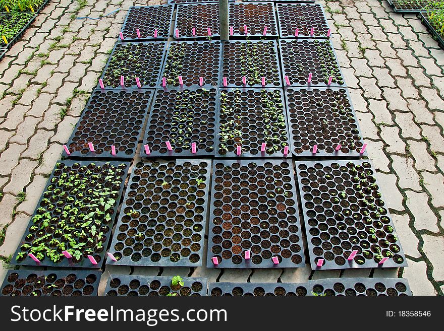 The Nursery plants in green house. The Nursery plants in green house