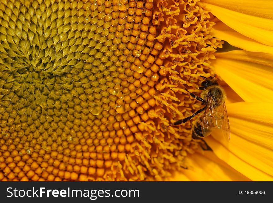 Bee stay on a sunflower. Bee stay on a sunflower