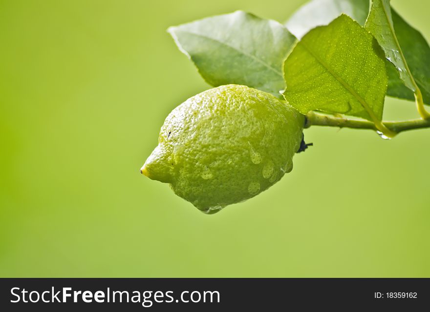 Lemon in tree after rain on green background