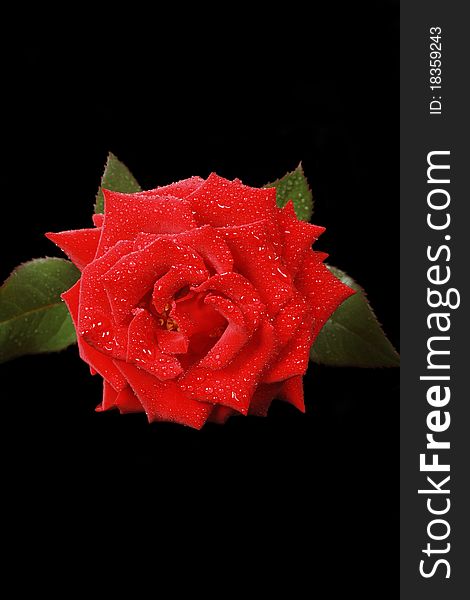 Perfect red rose isolated on black background