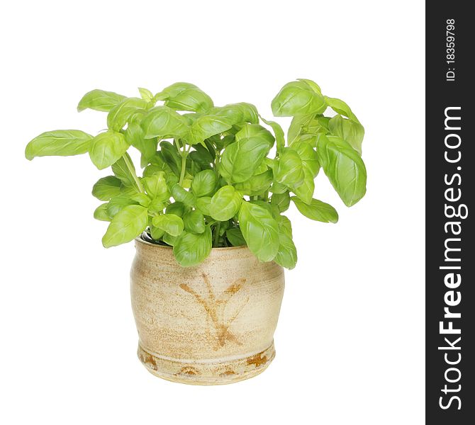 Basil herb growing in a hand crafted pot isolated against white. Basil herb growing in a hand crafted pot isolated against white