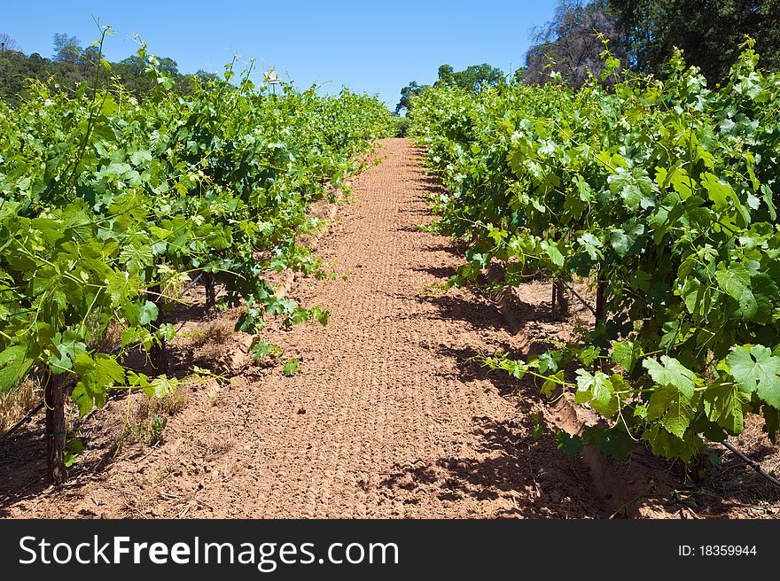 Grape vine rows at a Shenandoah Valley winery. Grape vine rows at a Shenandoah Valley winery.