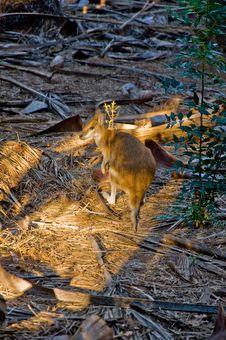 Kangaroo Royalty Free Stock Images Kangaroo Royalty Free Stock Images