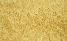 Wheat Royalty Free Stock Photography Wheat Royalty Free Stock Photography