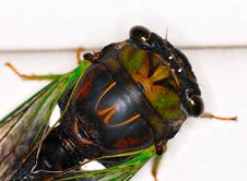 Cicada Stock Photo Cicada Stock Photo