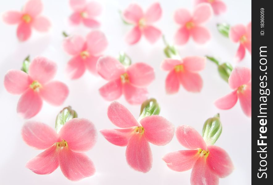 Pink flowers on white background