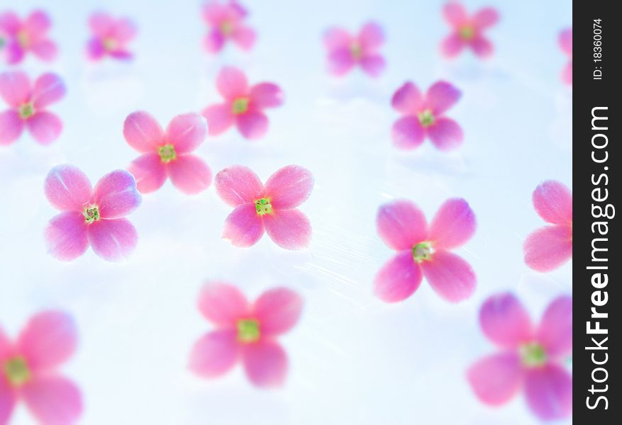 Pink flowers on blue background