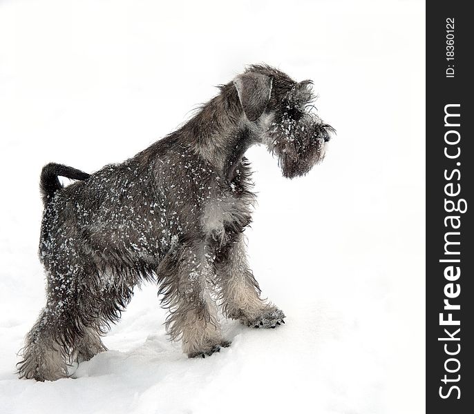 Miniature schnauzer on white background