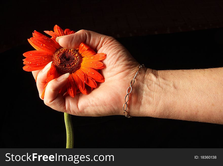Hand is crushing a flower that was recieved. Hand is crushing a flower that was recieved