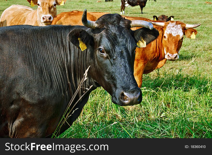 Cows on pasture in Estonia