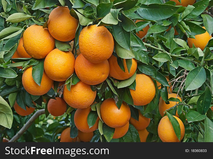 Close up of oranges on tree