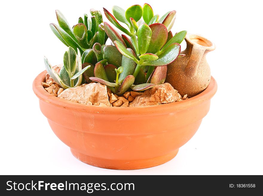 Collection of succulents in a pot is isolated on a white background
