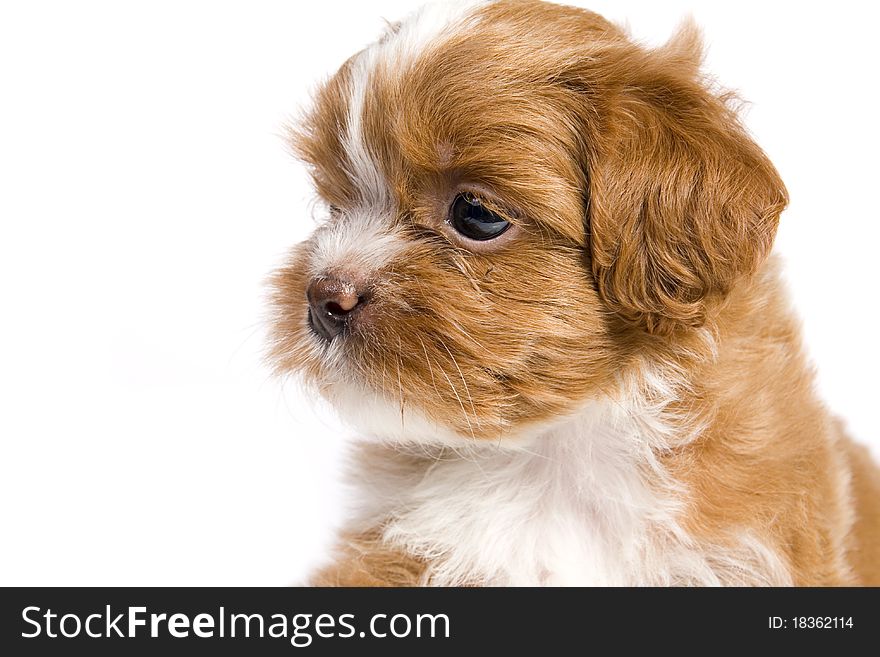 Puppy little havanese small and cute in close up. Puppy little havanese small and cute in close up