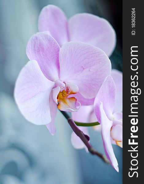 A pink orchid on a soft backround, daylight lit. A pink orchid on a soft backround, daylight lit