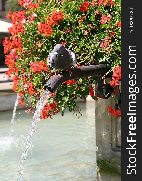 Pigeon on a fountain on a marketsquare