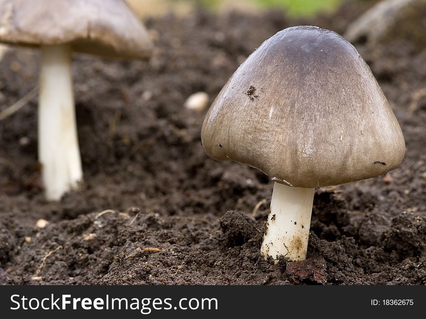 Close up of a wild mushrooms