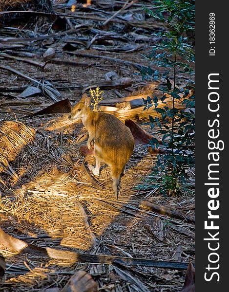 Wild kangaroo in an australian national park