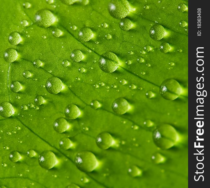 Green leaf background with raindrops