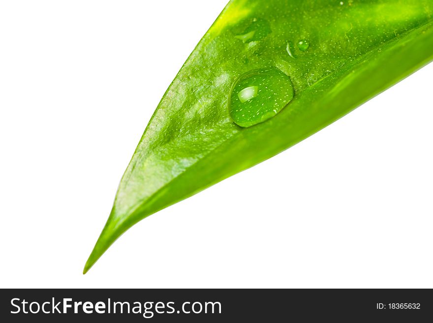 Green plant leaf with clear water drops. Green plant leaf with clear water drops