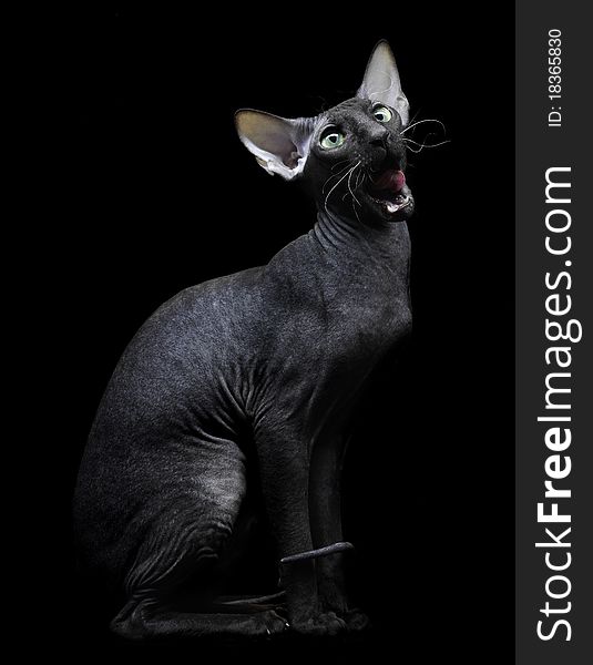 Young Canadian Sphynx Cat Sittingon On Black Backg