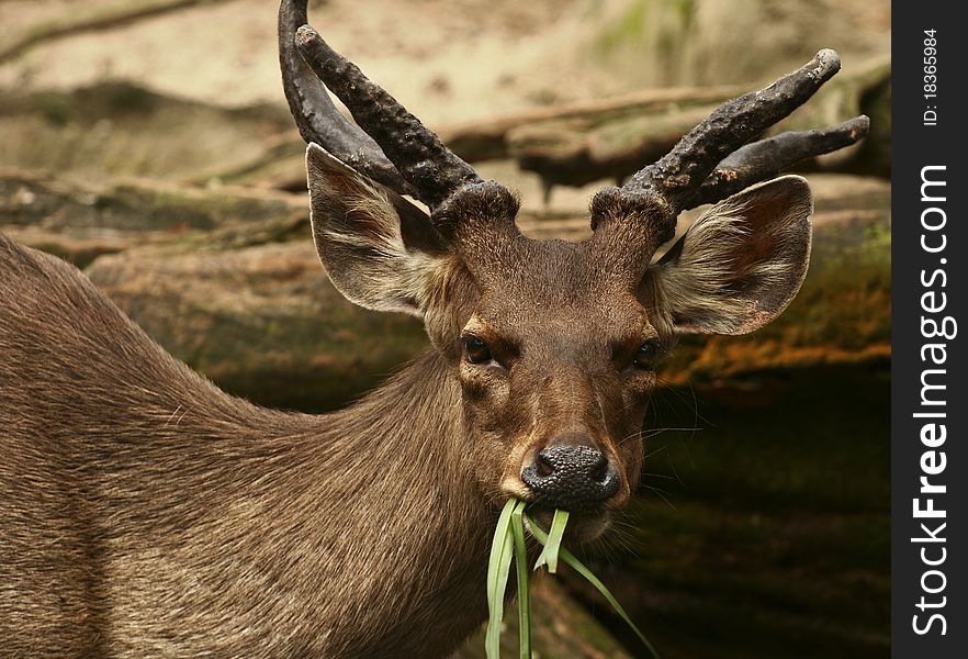 Buck eacting grass while watching at the camera. Buck eacting grass while watching at the camera