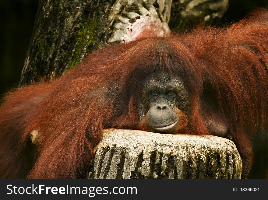 Orang utan relaxing on a stone bench