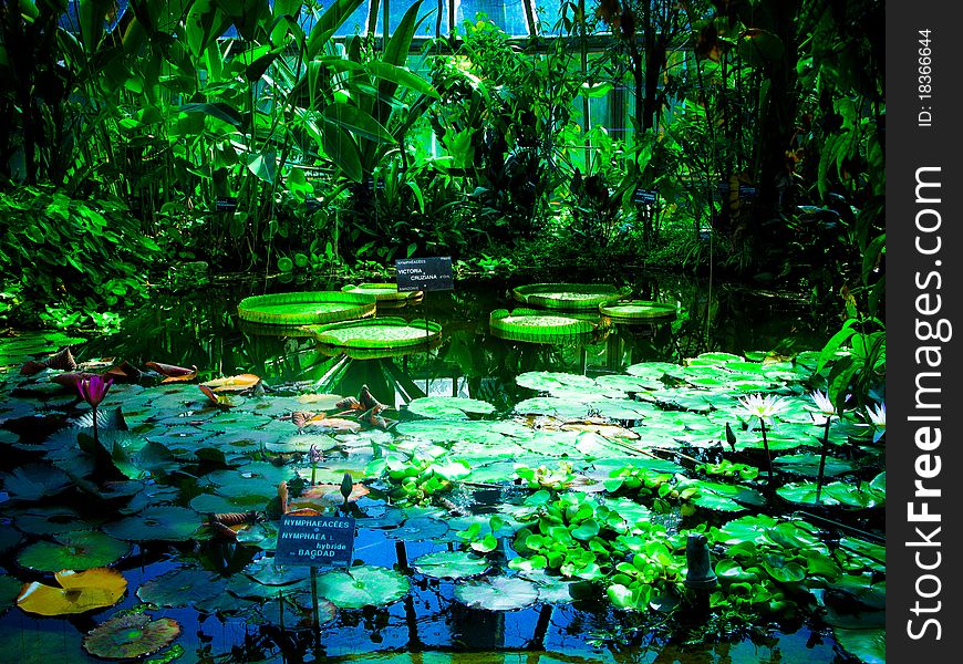 Body of water in greenhouses where grow water lilies in the world. Body of water in greenhouses where grow water lilies in the world
