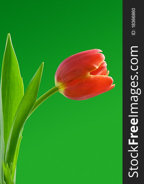 Red tulip on green background