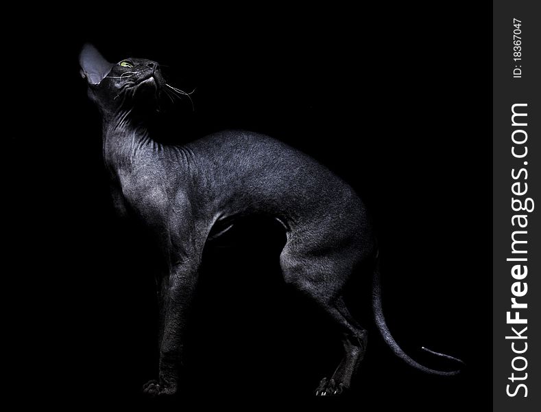 Young Canadian Sphynx Cat