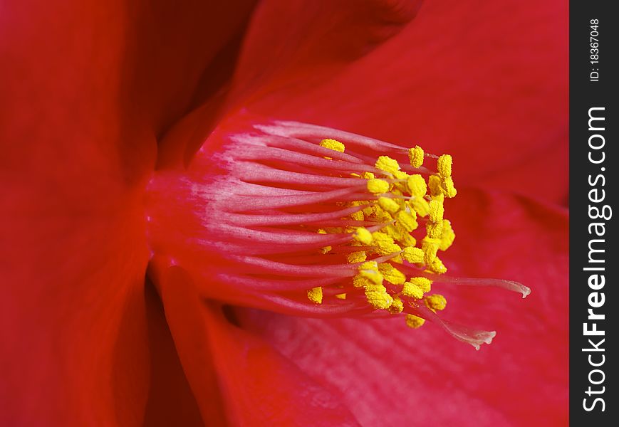 Macro shot of a flower of Camellia. Macro shot of a flower of Camellia