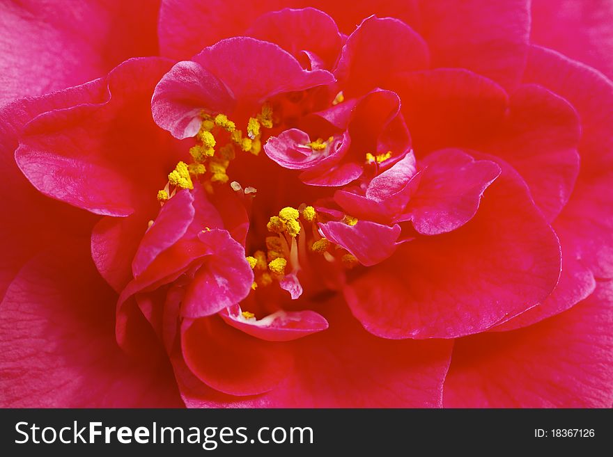 Macro shot of a flower of Camellia. Macro shot of a flower of Camellia
