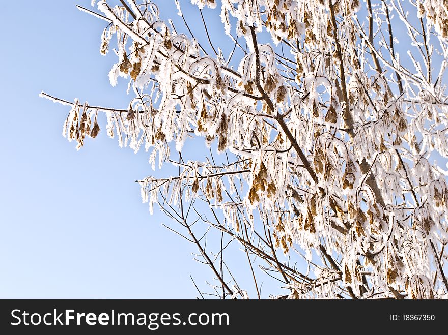 Snowed Branches Of Sugar Maple