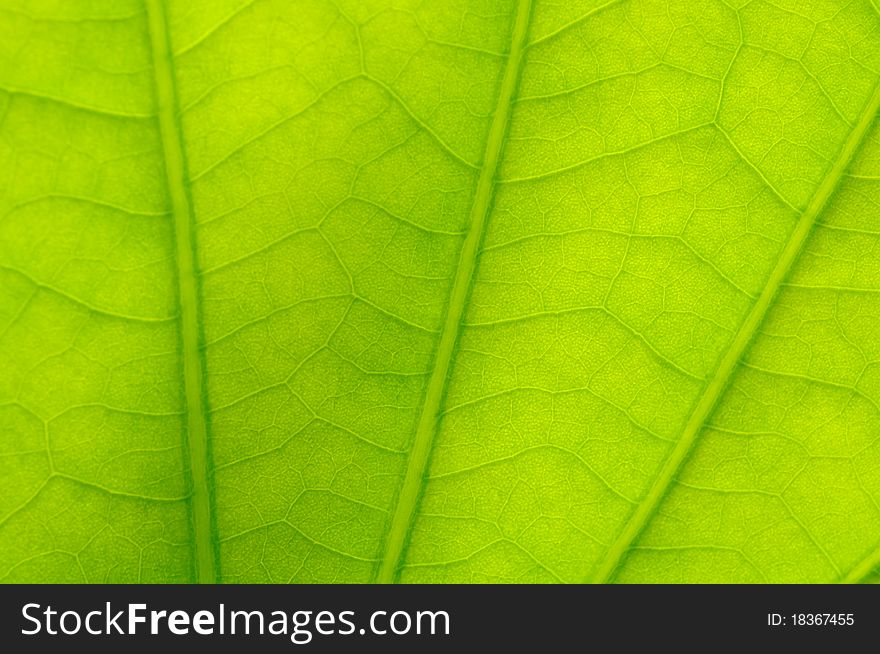 Green lotus leaf close up