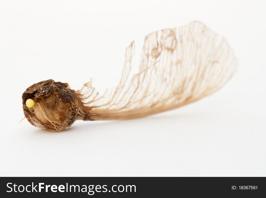 The seed of a acer on a white background