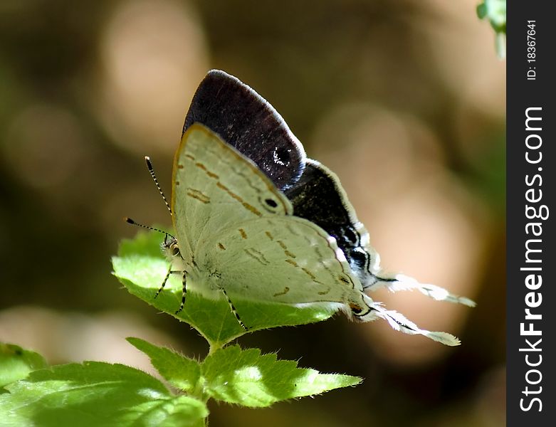 Black eyed butterfly with semi open wings. Black eyed butterfly with semi open wings