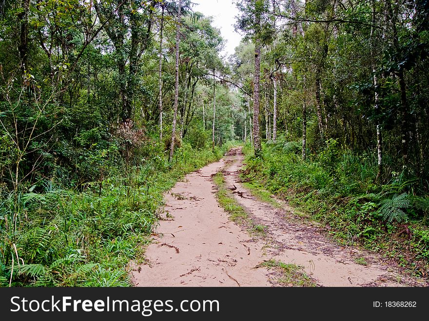 Rural road into the araucaria forest in southern Brazil, Parana State. Rural road into the araucaria forest in southern Brazil, Parana State.