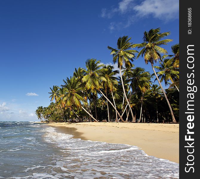 Beautiful caraÃ¯bean beach with palms. Beautiful caraÃ¯bean beach with palms