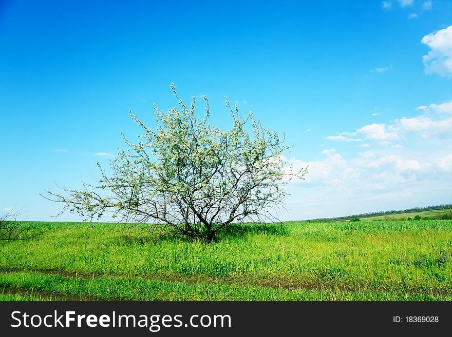 Summer landscape green field and trees