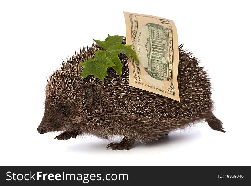 Hedgehog with dollars profit