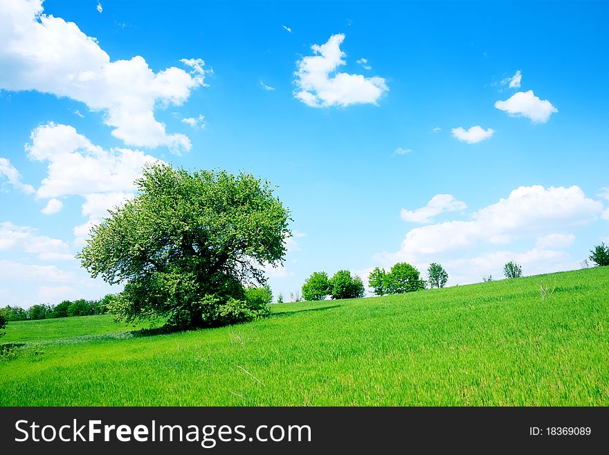 Summer landscape green field and trees