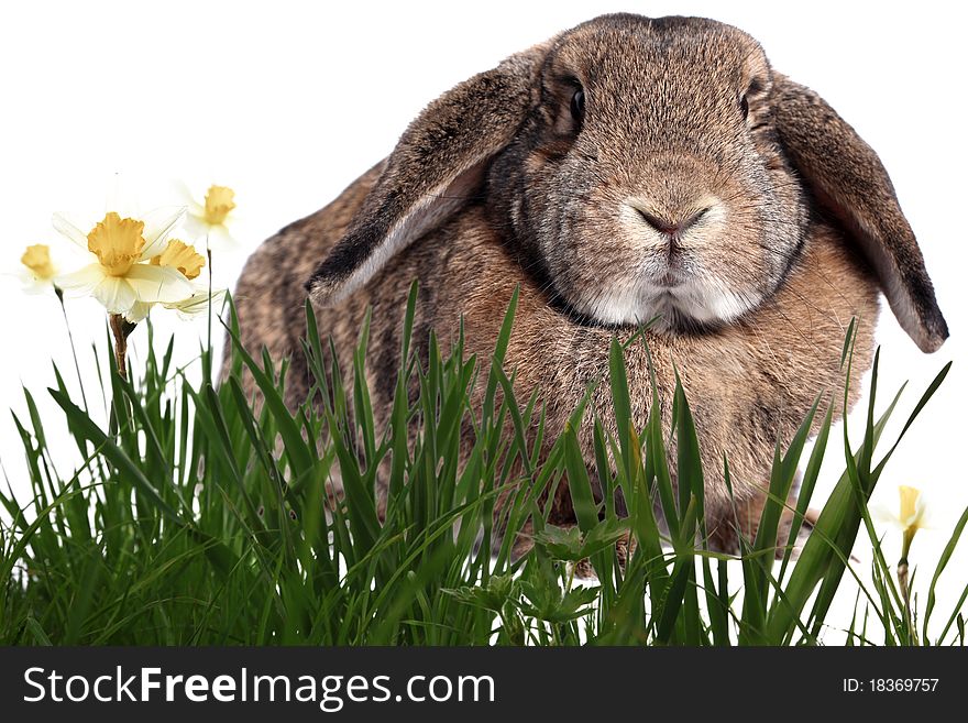 Adorable rabbit in green grass