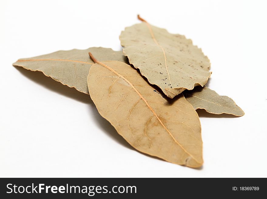 Bay leaves on white background. Bay leaves on white background