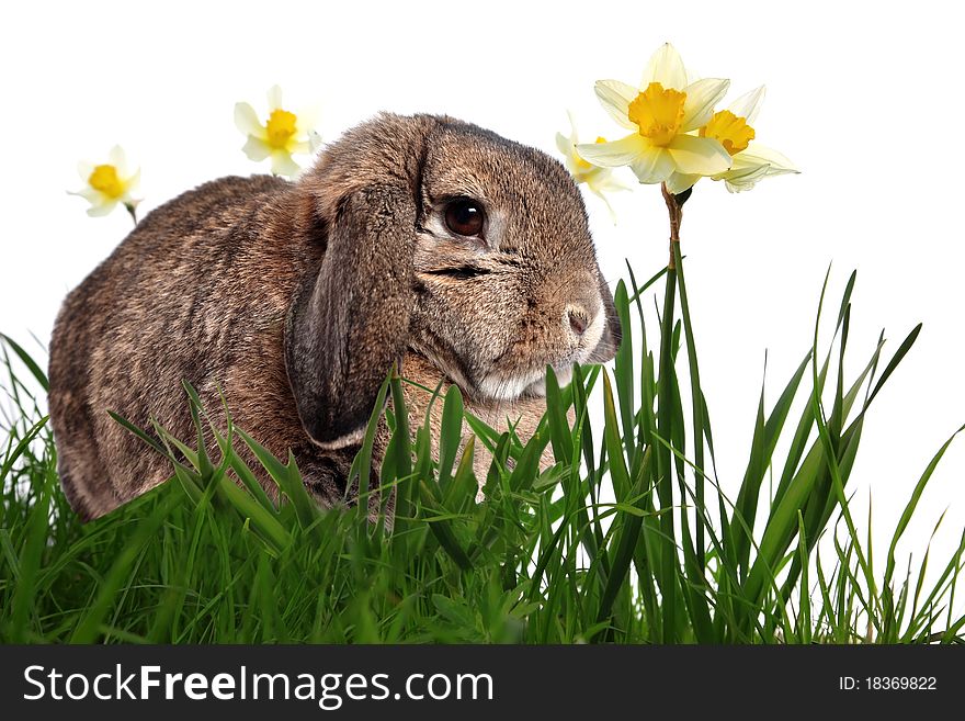 Adorable rabbit in green grass with yellow spring daffodils isolated on white