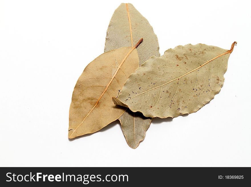 Bay leaves on white background. Bay leaves on white background